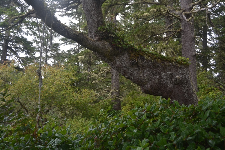 tree trunk